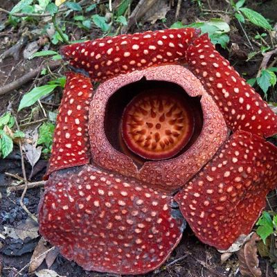 Raflesia Indonesië