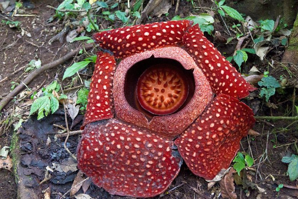 Raflesia Indonesië