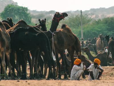Festivalreis Noord-India Compleet, 23 dagen 2024 - Day 11