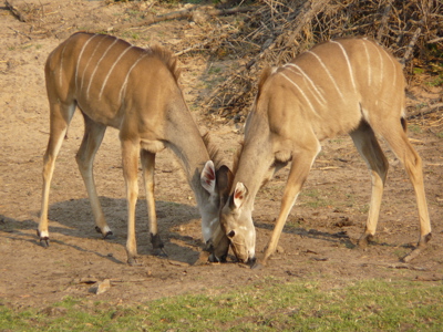 Route Kaapstad - Vic Falls, 27 dagen - Dag 23