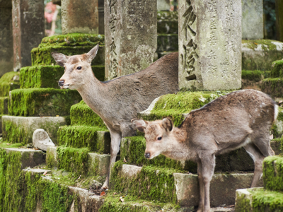 Route Japan 14 dagen - Day 5