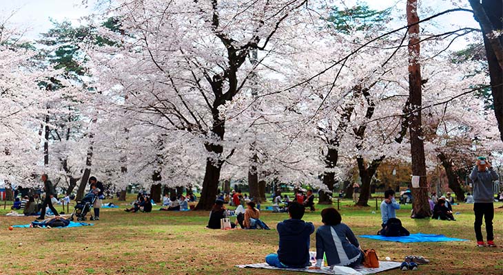 Kersenbloesem Kersenbloesem