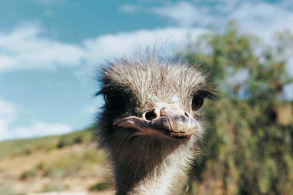 ZAF - struisvogel.jpg