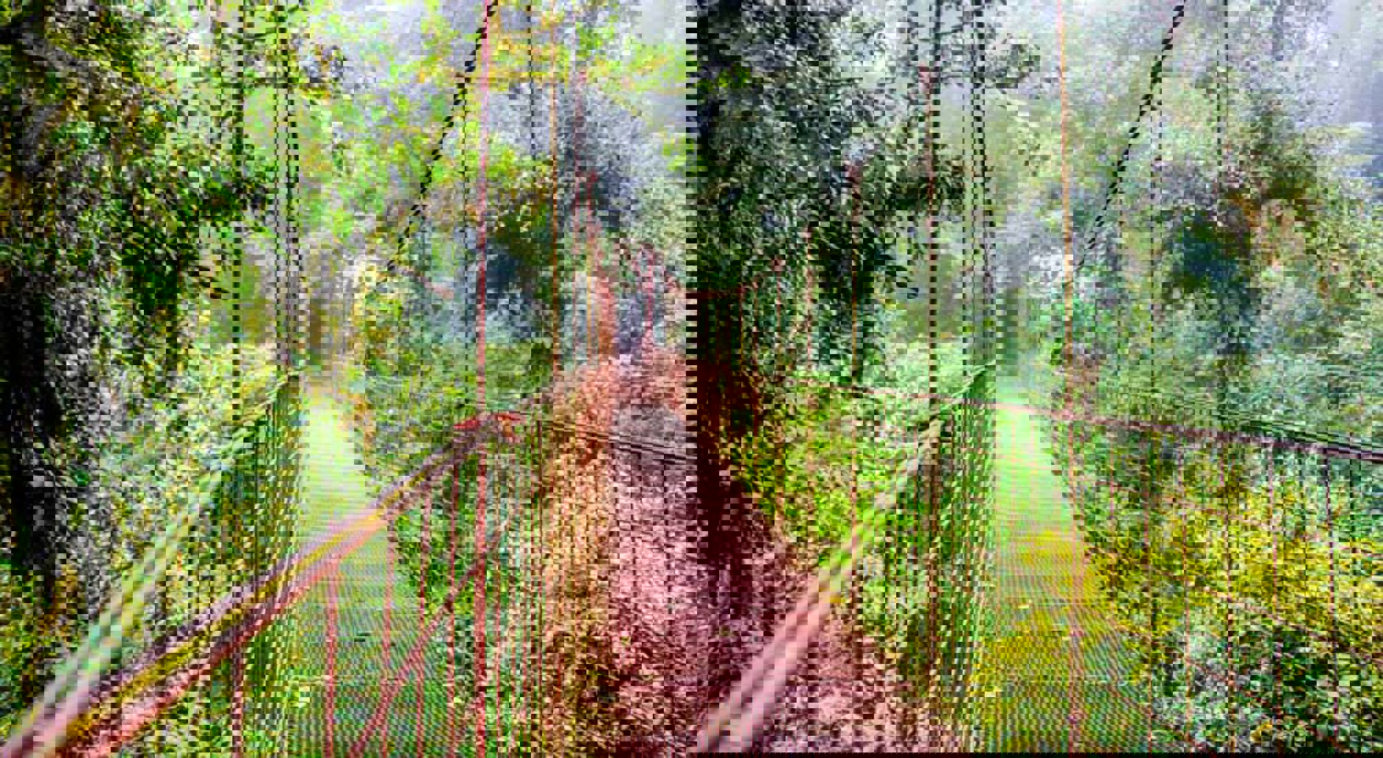 Brug Monteverde Cloud Forest