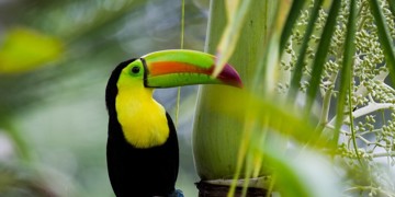 Groepsrondreis Costa Rica