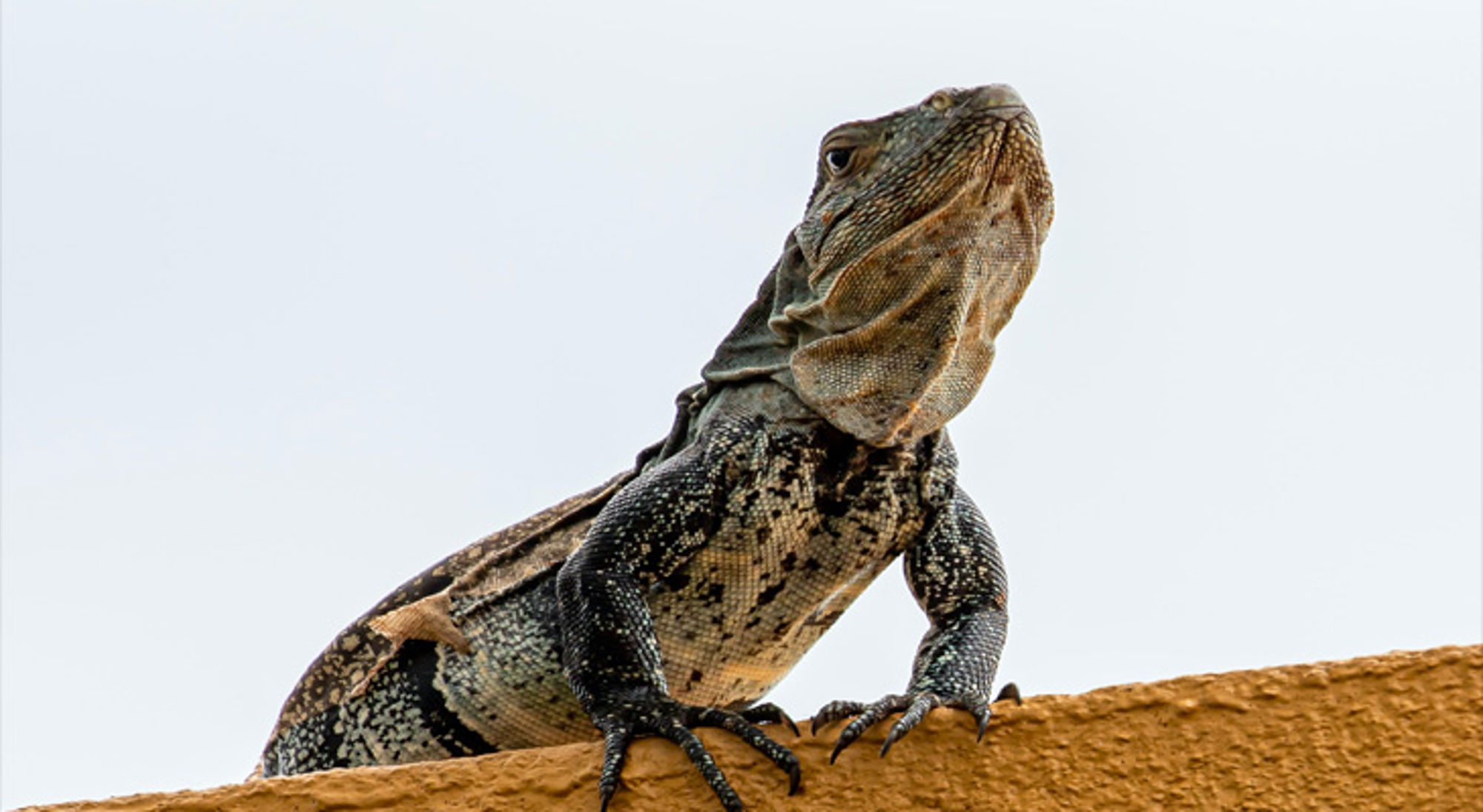 Iguana Esterillos Beach Iguana Esterillos Beach