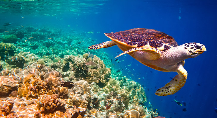 Doneer aan natuurbeschermingsprojecten Doneer aan natuurbeschermingsprojecten