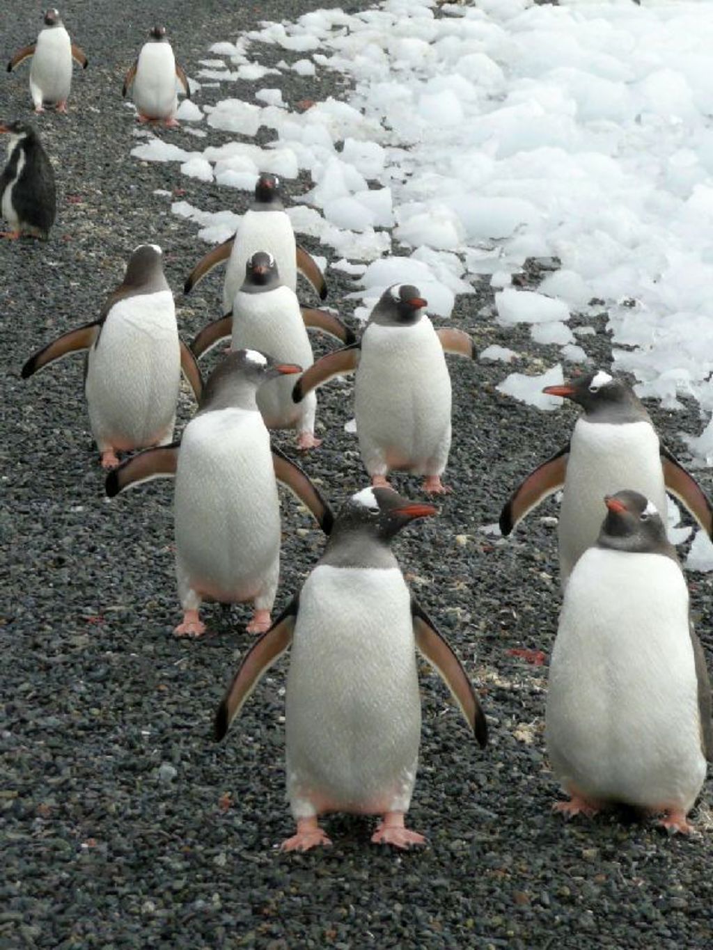 Gentoo pinguins Antarctica
