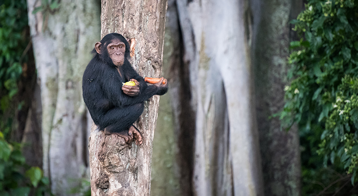 Puur Sawadee project Uganda