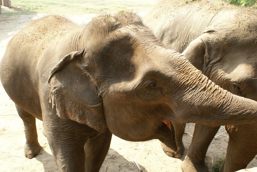 main_Thailand_-_Olifanten__43_.jpeg