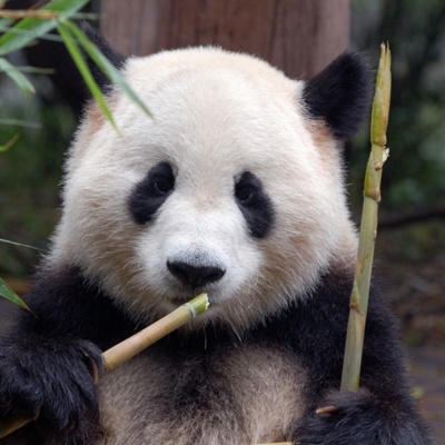 Chinese panda