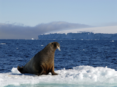 Spitsbergen 13 dagen - Dag 3