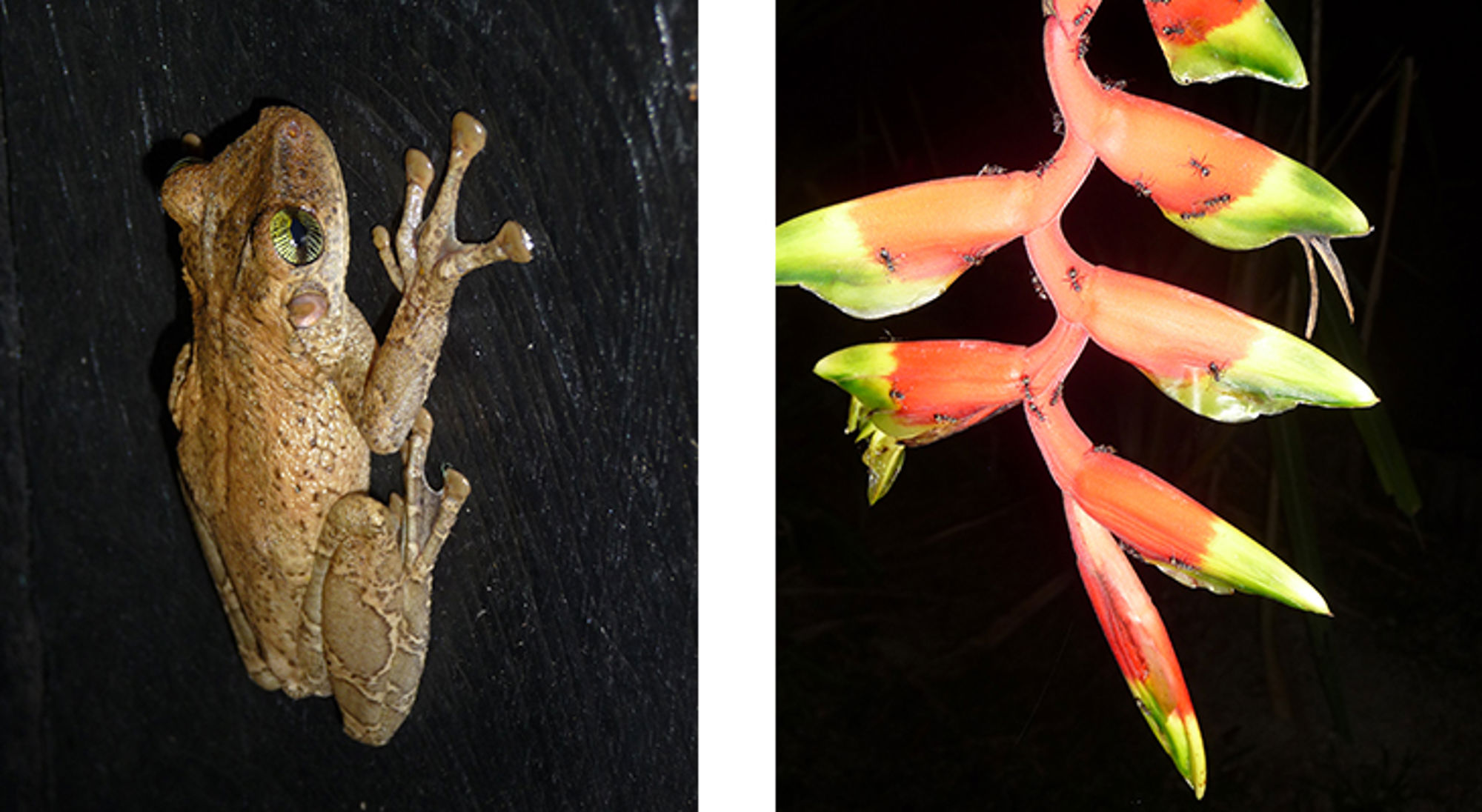Kikker en plant, Ecuador Kikker en plant, Ecuador