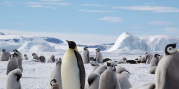 Groepsrondreis Antarctica - Snow Hill eiland