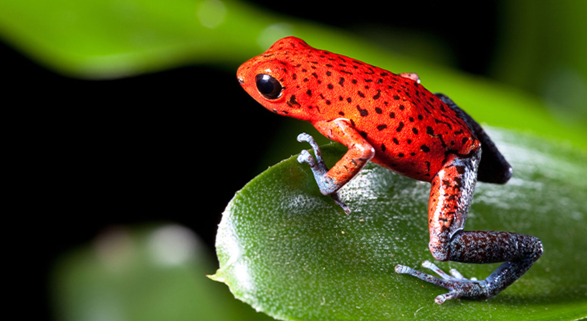 Giftige kikker Costa Rica Giftige kikker Costa Rica