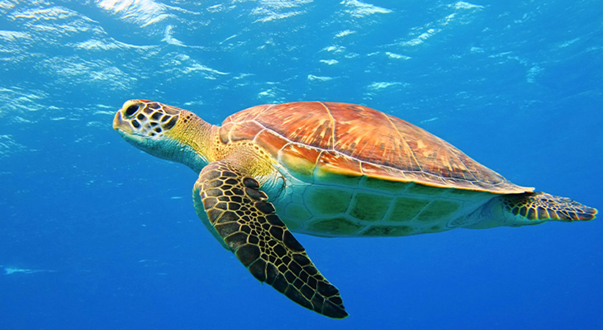 Snorkelen Curacao Snorkelen Curacao