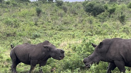 Hluhluwe Nationaal Park