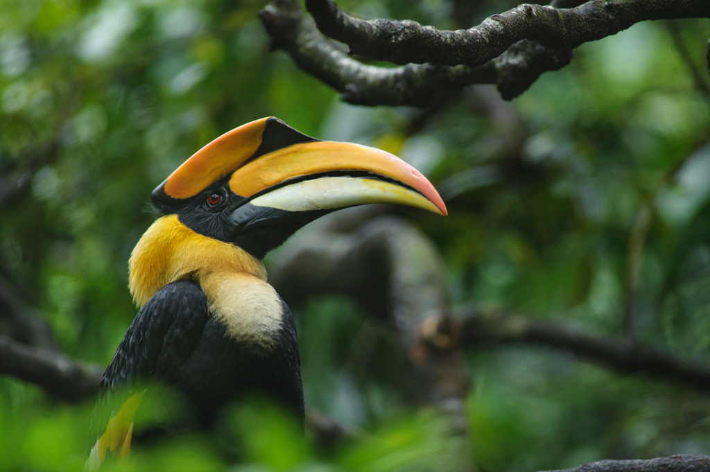 Thailand_-_Kui_Buri_NP_-_great_hornbill.jpg