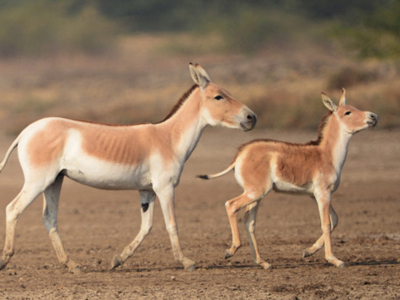 Route Gujurat 2017, 19 dagen - Day 14