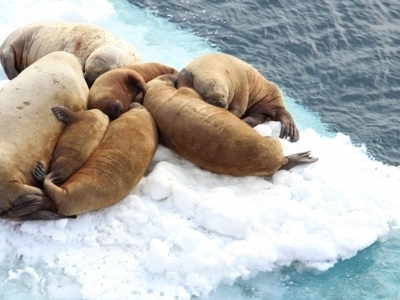 Spitsbergen 11 dagen - Dag 3