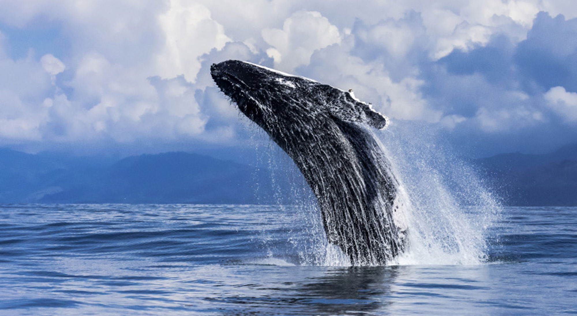 Walvis Costa Rica Walvis Costa Rica