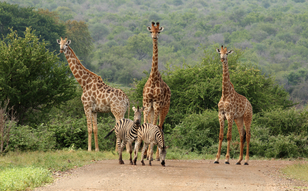 shutterstock_786973891_Krugerpark.jpg