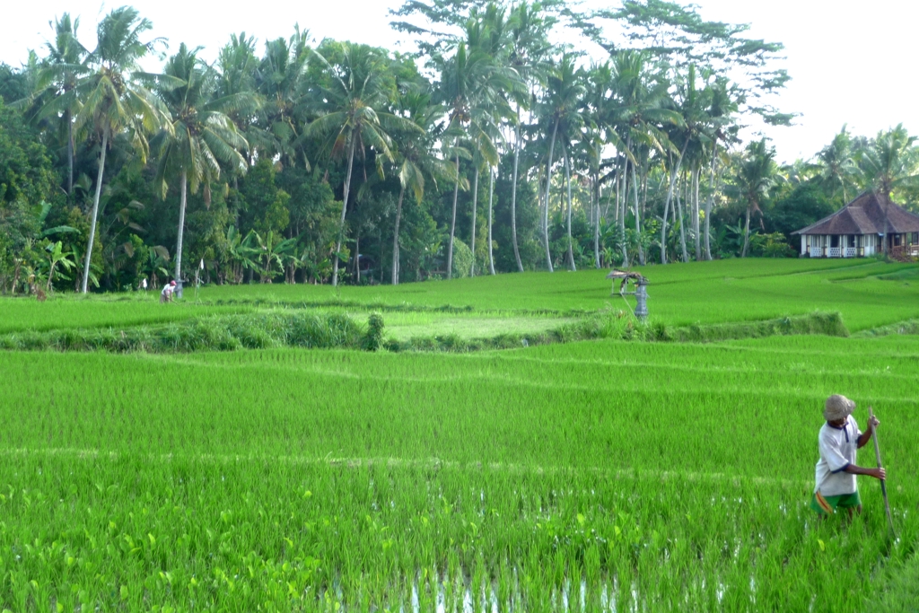 Landschap Bali
