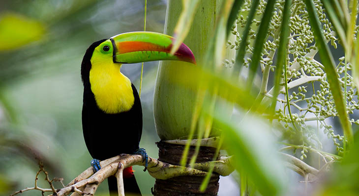 Wildlife Belize Wildlife Belize