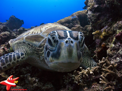 Kalimantan, 22 dagen - Day 17