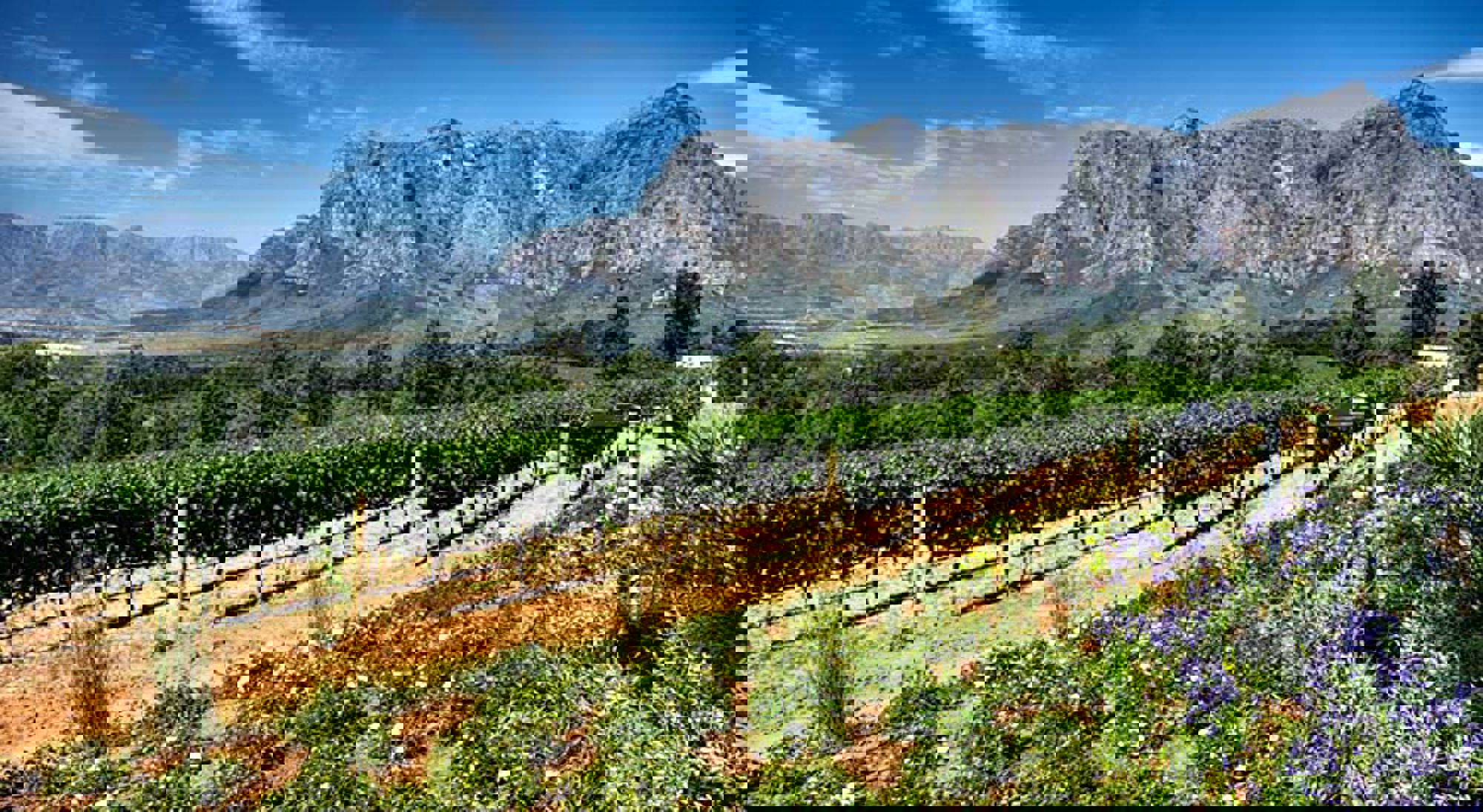 Bergen, wijngaarden en bloemen in Stellenbosch Bergen, wijngaarden en bloemen in Stellenbosch