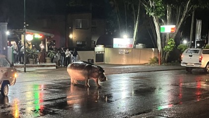 Nijlpaard op de straat van St. Lucia