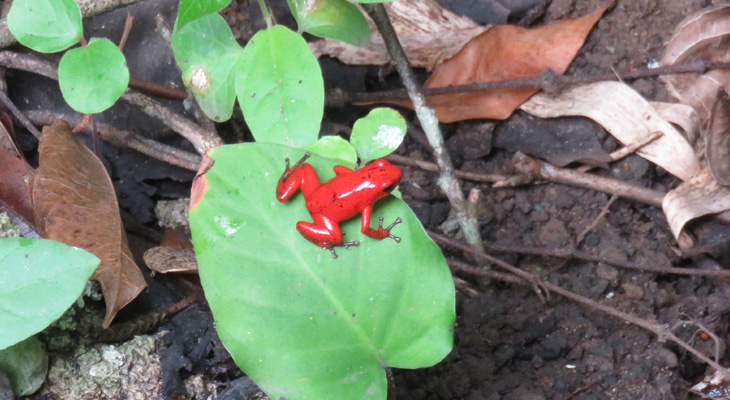 Kikker BriBri Village Kikker BriBri Village