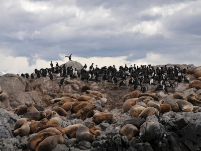 Boottocht Beaglekanaal (ter plaatse betalen)