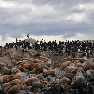 Boottocht Beaglekanaal (ter plaatse betalen)