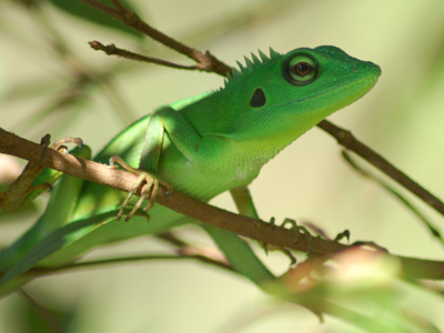 Kalimantan, 22 dagen - Day 11