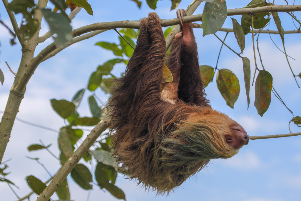 22-35ers reis Costa Rica