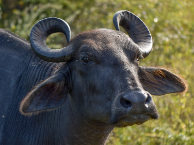 Route Sri Lanka en Malediven, 21 dagen - Dag 15
