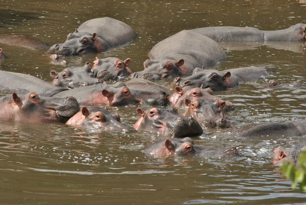 main_Marion_Roest_-_Serengeti__1_.jfif