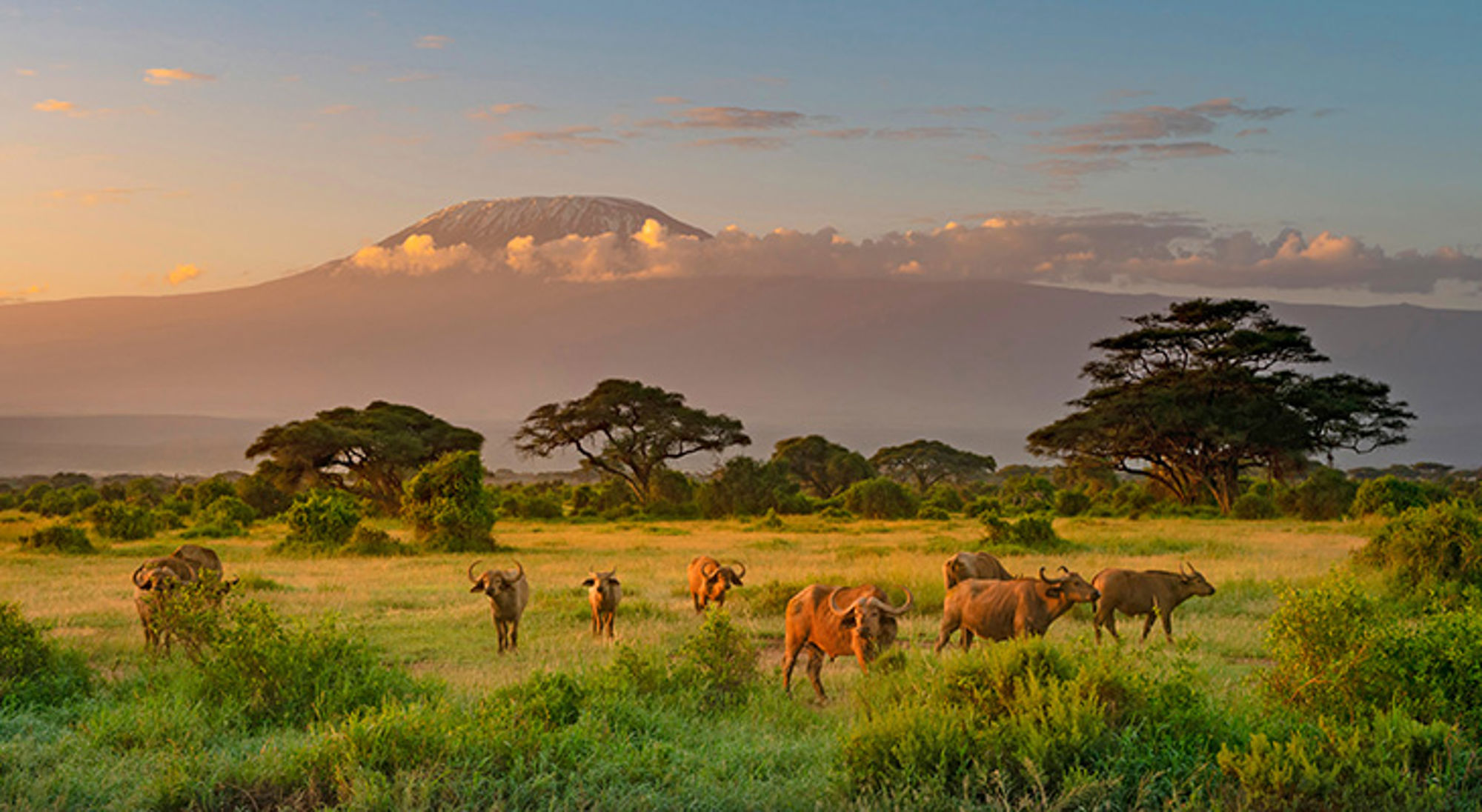 Ochtendgloed bij Kilimanjaro in Amboseli National Park Ochtendgloed bij Kilimanjaro in Amboseli National Park