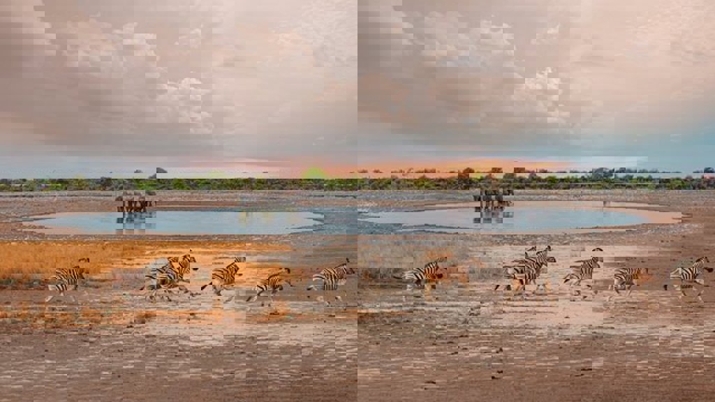 main_mobile_Etosha_2.jpg