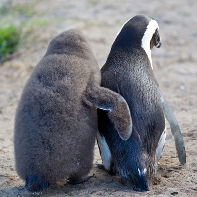 Pinguins