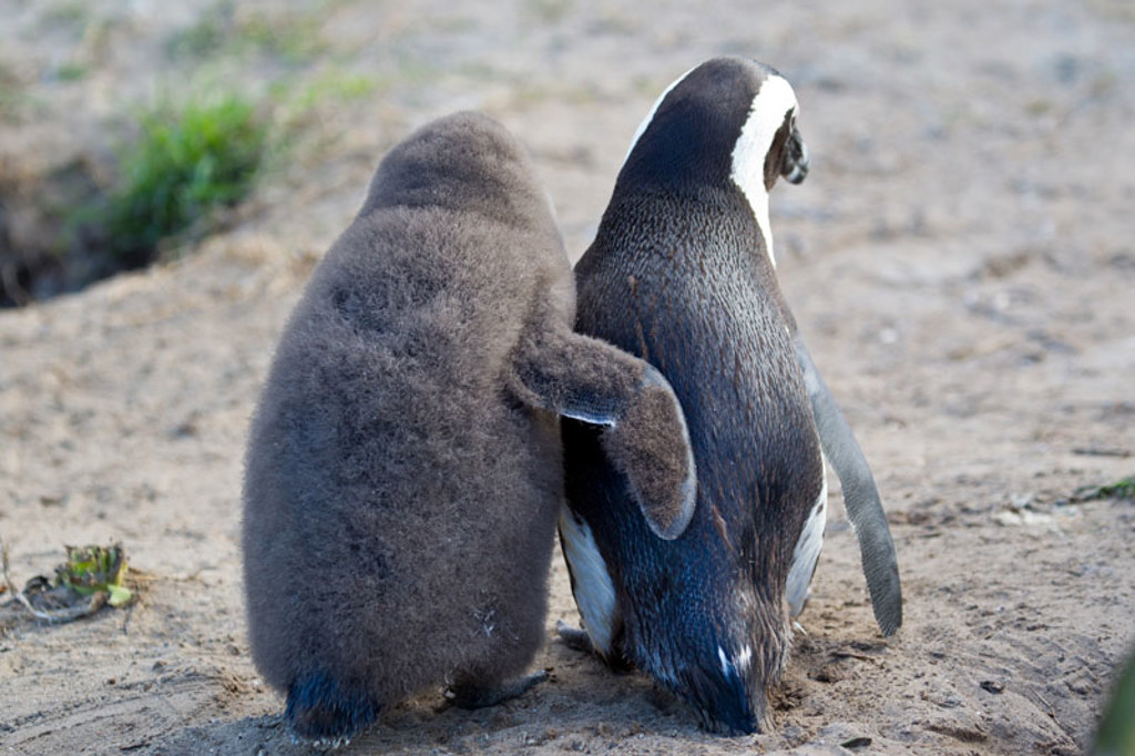 Pinguins