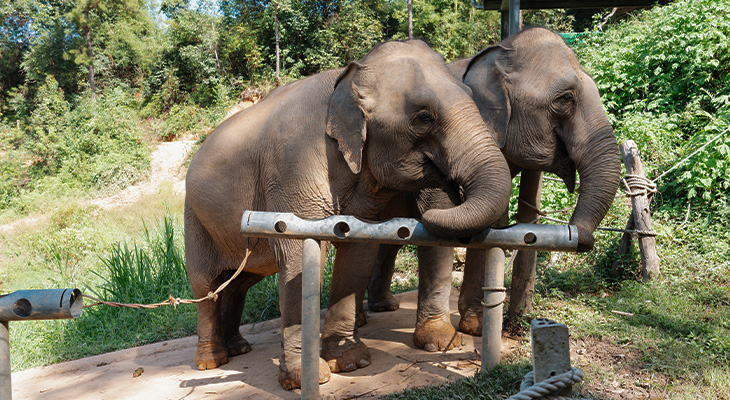 ChangChill ChangChill