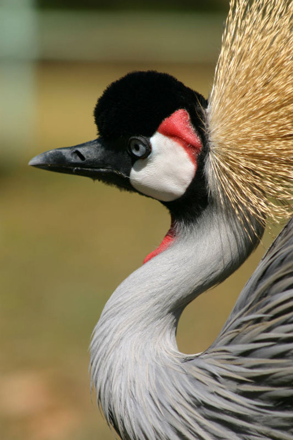 Ugandese kroonkraanvogel
