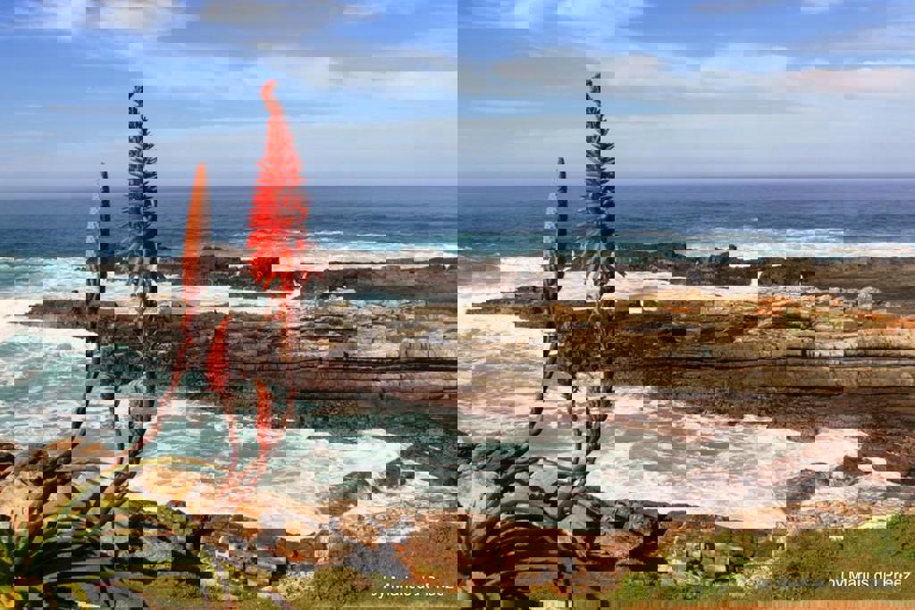 main_Zuid-Afrika_-_Tsitsikamma_National_Park__29_ (1).jpg