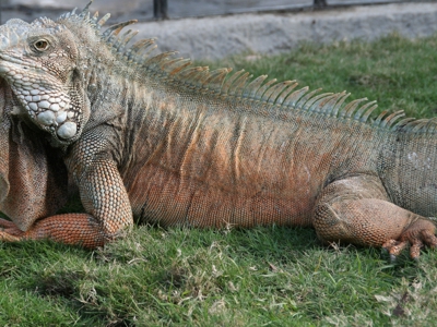 Route Ecuador en Galapagos, 21 dagen - Day 20