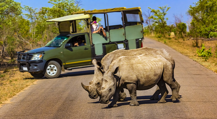 Krugerpark Zuid-Afrika