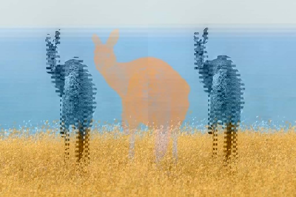 main_AUK-urr-kangaroo.jpg