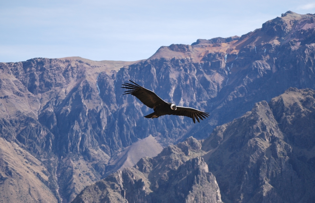 PEF - Colca Canyon condor.JPG