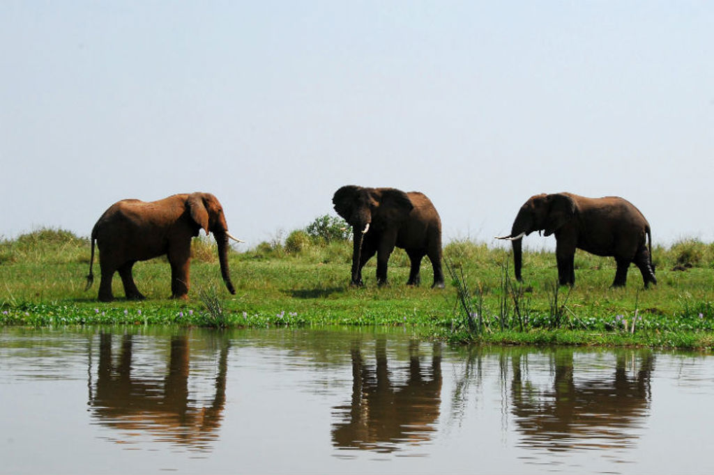 Olifanten Uganda